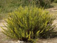 Dittrichia viscosa L. ou Inule visqueuse fleurie
